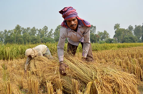 The critical nexus: Agriculture as the foundation of Viksit Bharat