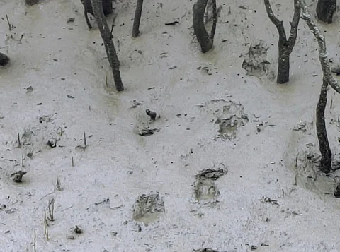 Sundarbans Tiger Reserve now India’s second largest, after National Board for Wildlife approves Bengal’s proposal to increase area