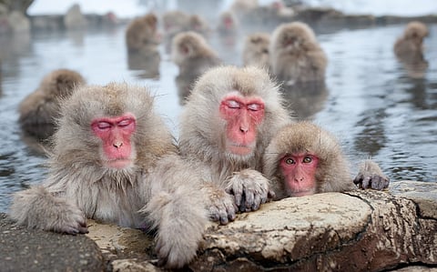 Our primate ancestors evolved in the cold — not the tropics