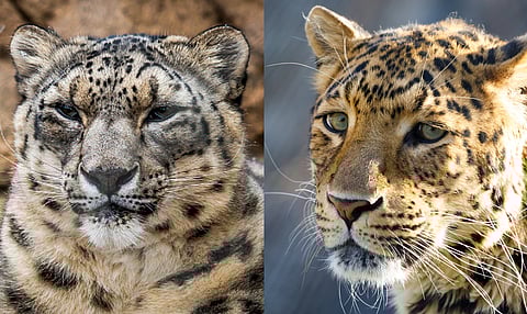 In Jammu and Kashmir, common leopards make their way to snow leopard habitats