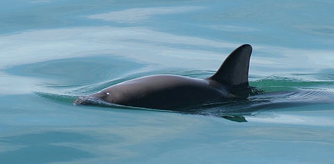 Just 10 vaquitas remain worldwide. Now, a report has blamed Mexico for leading the rare porpoise towards extinction