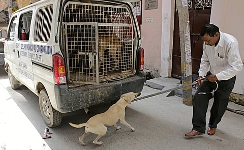 Vultures vs dogs fallout: ‘Humans either feed dogs or don’t; either way dog behaviour changes and they become predatory’