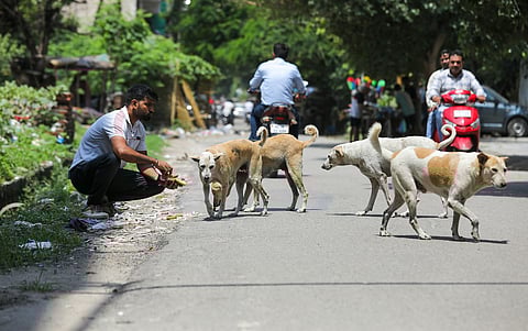 Vultures vs dogs fallout: ‘Free-ranging stray dogs should be either taken home by dog lovers or carefully