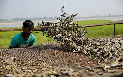 Kosi, Bihar’s ‘sorrow’ and also its lifeline