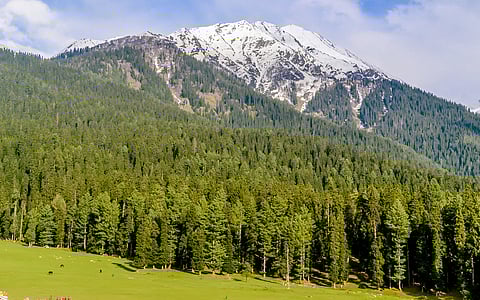 NGT directs Jammu & Kashmir to take action against officers who allowed felling of over 1,000 trees