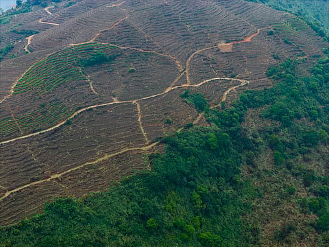 Deforestation-linked heat caused nearly 28,000 excess deaths a year in the tropics in 2 decades