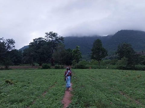 Odisha’s ‘Dongar’ cultivation in danger