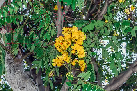 Single inflorescence of American cassia, close-up stock photo