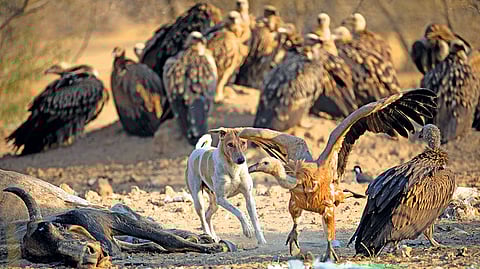 Free-ranging dogs significantly disrupt vulture scavenging behaviour at carcass dump sites, leading to a conflict between both species