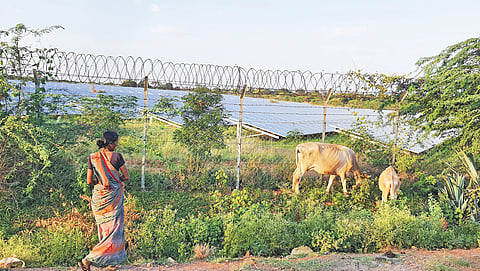Lakshmi, from Bedareddyhalli village in Karnataka’s Chitradurga district, grazes her cattle along the boundary of a solar park that has taken over most of the village commons once used for grazing