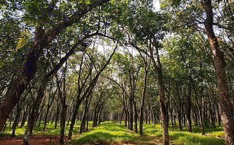 Trees alone won’t save us: new study says forestation has less potential to fix the climate than hoped