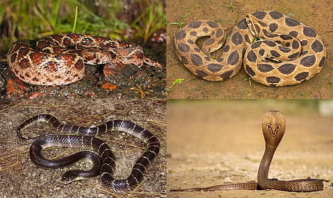 India’s ‘Big Four’ snake species will migrate towards northern, Northeastern areas due to climate change: Study
