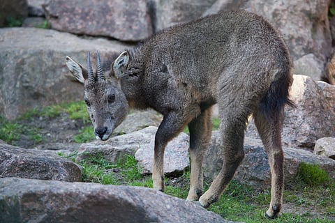 Reports suggest long-tailed goral skins are being sold illegally to buyers in China.