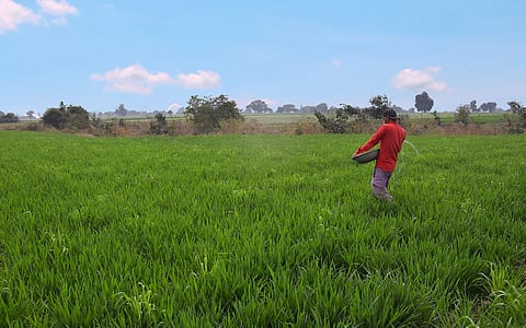 AI is transforming weather forecasting − and that could be a game changer for farmers around the world