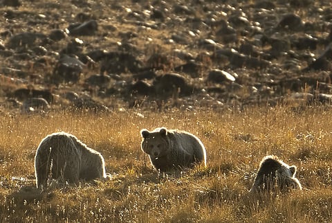 Quratulain Balouch may have survived a Himalayan brown bear attack, but conflict between these iconic ursids and humans is already increasing across the Himalayas