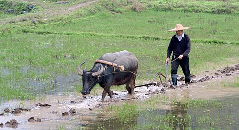 Studies show how forests and local knowledge can secure rural futures