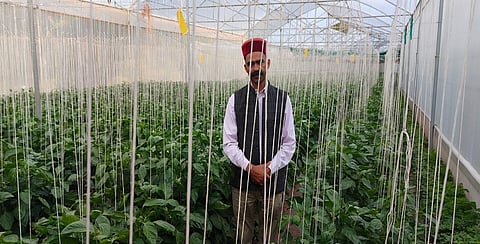 A case study from Solan in Himachal Pradesh shows the potential of natural farming for commercial crops like capsicum