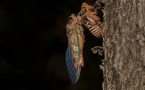 Cicadas are back in Kerala’s Silent Valley; this might be a symbol of recovery, or a warning sign of disruption, say experts