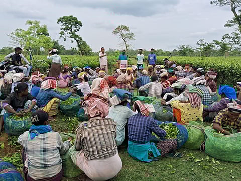All about nomenclature: Why Assam’s ‘tea tribes’ want to rid themselves of a ‘colonial appellation’