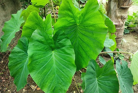 My Food Story: A colocasia curry and the magic of the monsoon