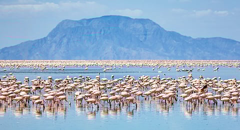 Tanzania halts soda ash mining to save world’s Lesser Flamingos