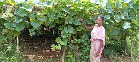 Parima Muduli, a tribal farmer from Odisha, has created a resilient, biodiverse and self-sustaining farm. Now, she is guiding others