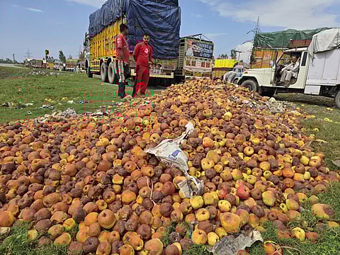 Rotting apples can be seen dumped around mandis and along NH-44.