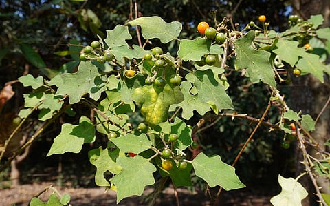 My Food Story: ‘Thuthuvalai’ soup is a warm, healing drink from Tamil Nadu