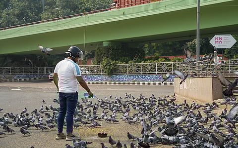 Delhi’s love affair with pigeons just does not die