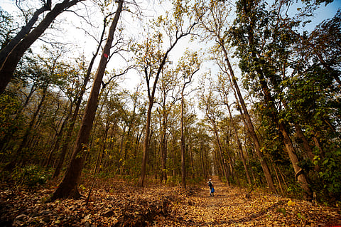 Forests in the lower Western Himalayas, Eastern Himalayas, Western Ghats, North East and large parts of Central India were found to be especially non-resilient to precipitation deficits, soil drying and wildfire outbreaks.