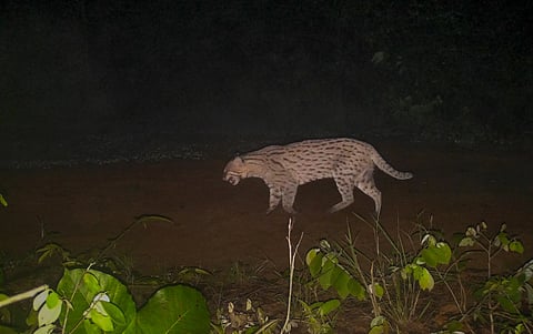 A spotted ghost in coal country: Fishing cats reveal hidden wildlife in Bengal’s industrial heartland