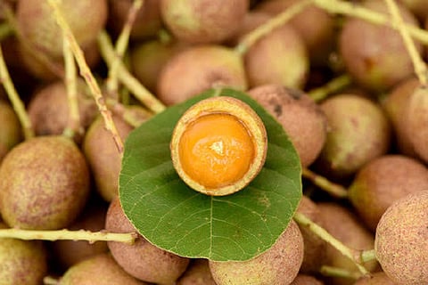 The Kusum or Ceylon Oak is a hidden treasure from Odisha’s wilds