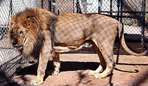 Phase out commercial wildlife farming in Kenya, urges World Animal Protection
