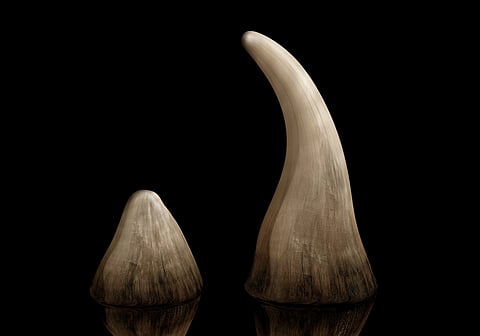 Rhino horn supply chain is one of the most recognised and well-documented wildlife trafficking networks