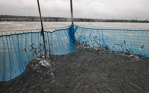 The Yamuna’s season of abundance