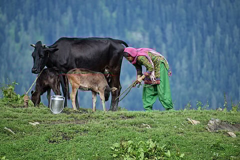 Methane makeover: How India’s dairy sector can clean up its climate act
