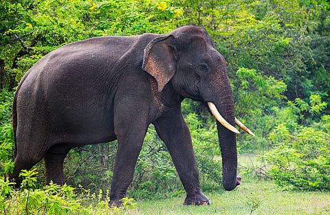 ‘Habitat gridlock’: Asian elephants’ range shifting east, says CMS Report