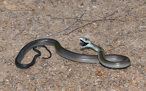 Toxic pollution builds up in snake scales: what we learnt from black mambas