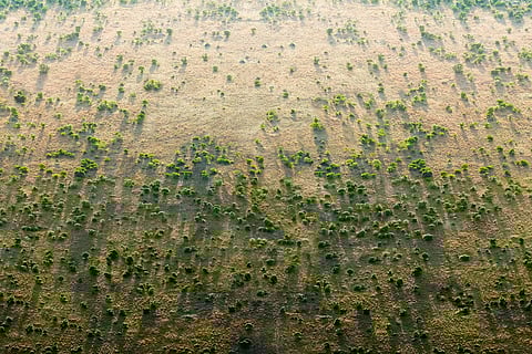 Africa’s ‘great green wall’ is stalling: In Senegal very few planted areas show progress