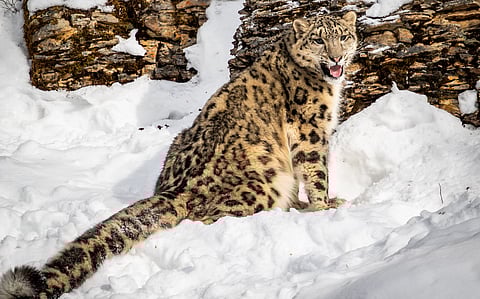 Snow leopards have very low genetic diversity, which puts their future at risk, finds Stanford study