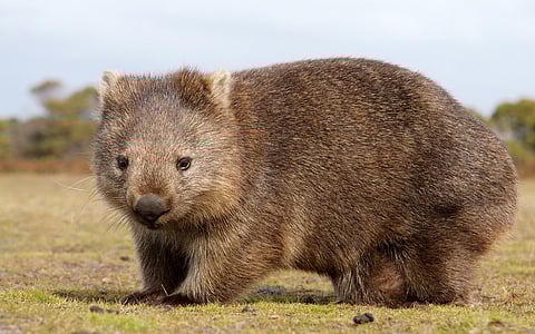 Whiskers for warrens: why wombats have such whiskery snouts