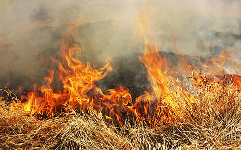 Human-led land conversion in 2023 totaled 28.6 megahectares, reveals first global land change monitoring system