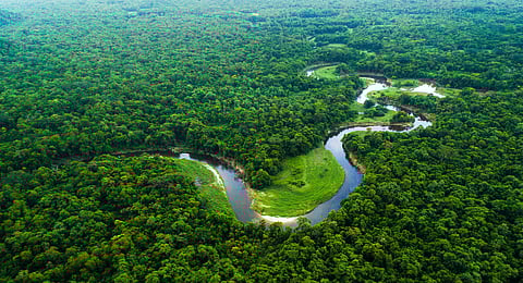 Only 19% of REDD+ tropical forest offsets meet targets: Study