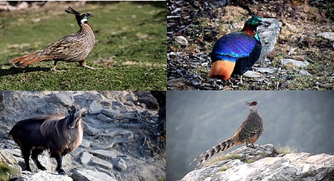 DTE Ground Report: Uttarakhand’s state bird and other species are at grave risk as alpine meadows & jungles recede due to climate change & tourism