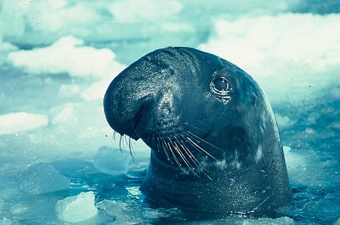 The hooded seal (Cystophora cristata) has been moved from Vulnerable to Endangered category.