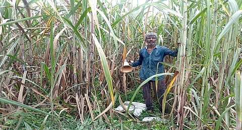 Leopard in the cane: Why are the spotted cats at the centre of a rising conflict in Bijnor?