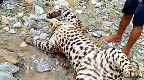 North Bengal floods impact: State forest department to emulate Assam’s Kaziranga with highland wild animal relocation stretches