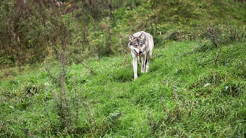 Wolves have returned to Denmark, and not everyone is happy about it