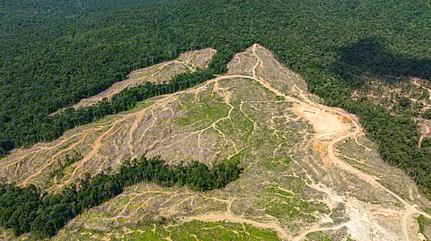 Global forest health in crisis, deforestation off charts by 63%