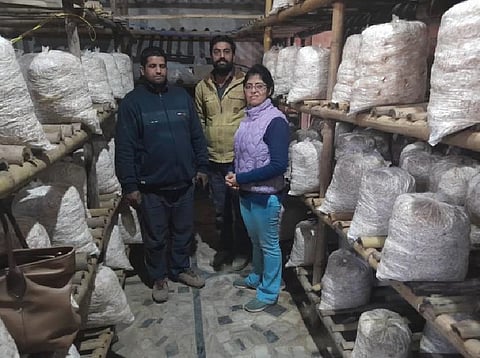 How one Chamba farmer’s leap of faith led to an oyster mushroom revolution in the Himachal district
